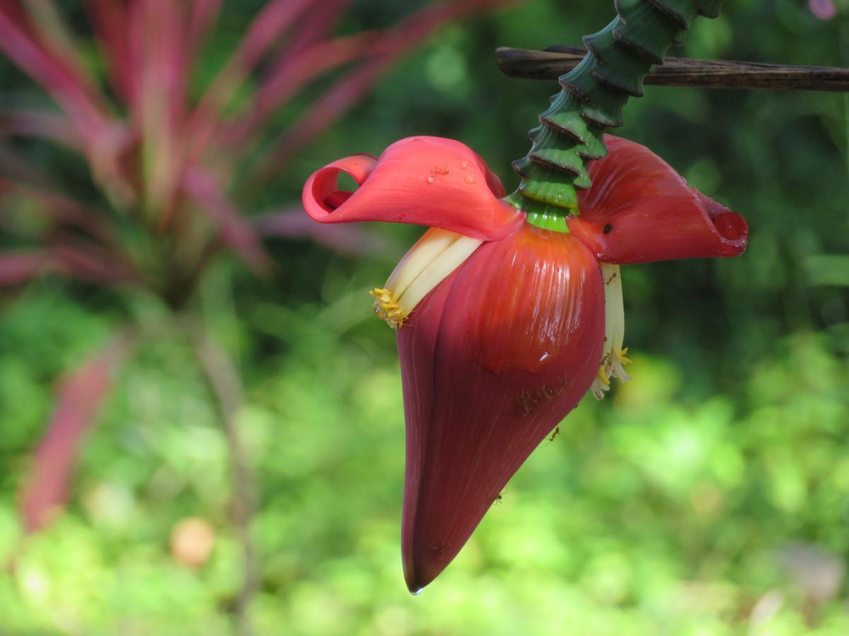 Manora Garden Hotell Phang Nga Eksteriør bilde
